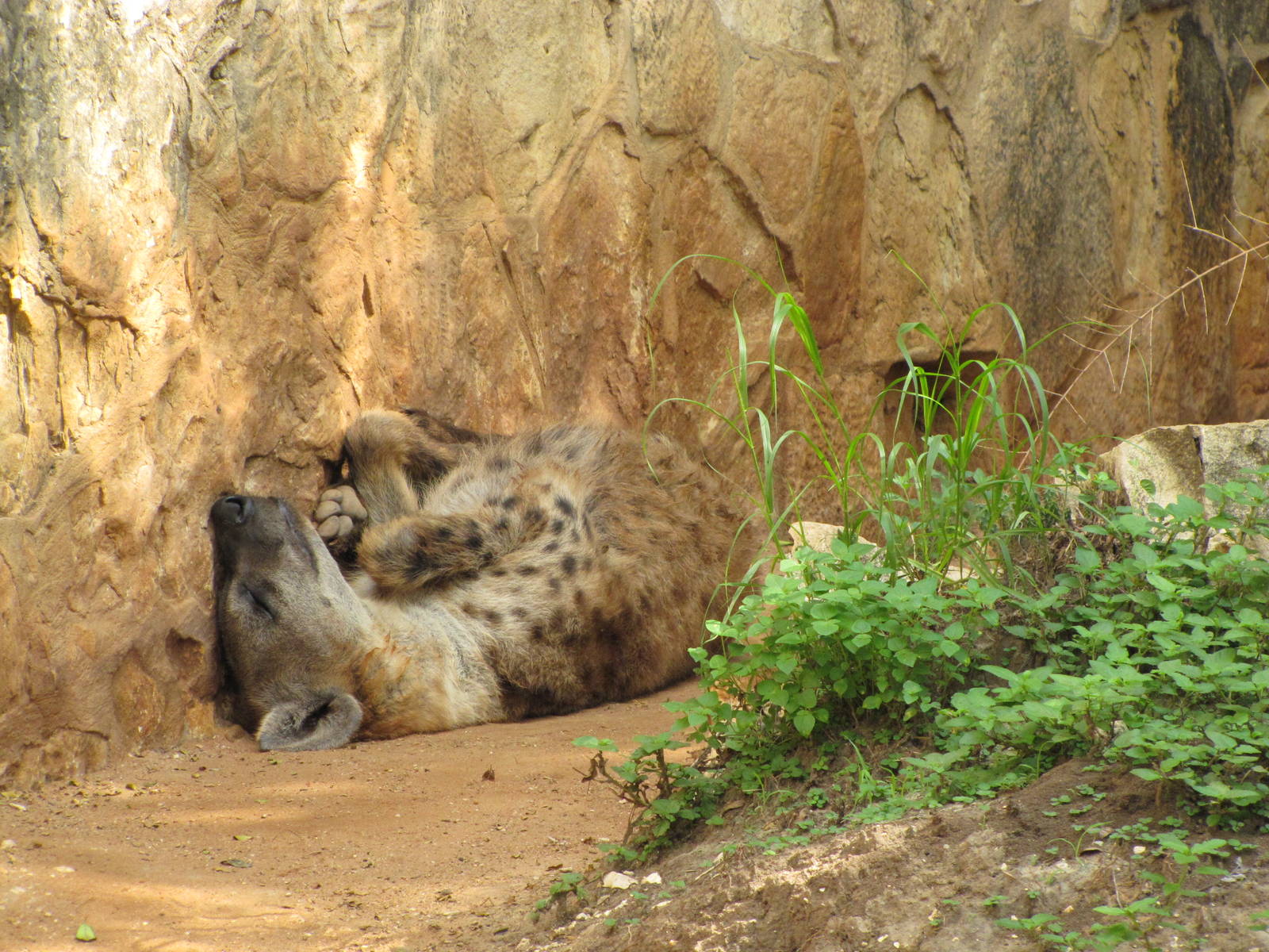 San Antonio Zoo 2010 - Spotted Hyena
