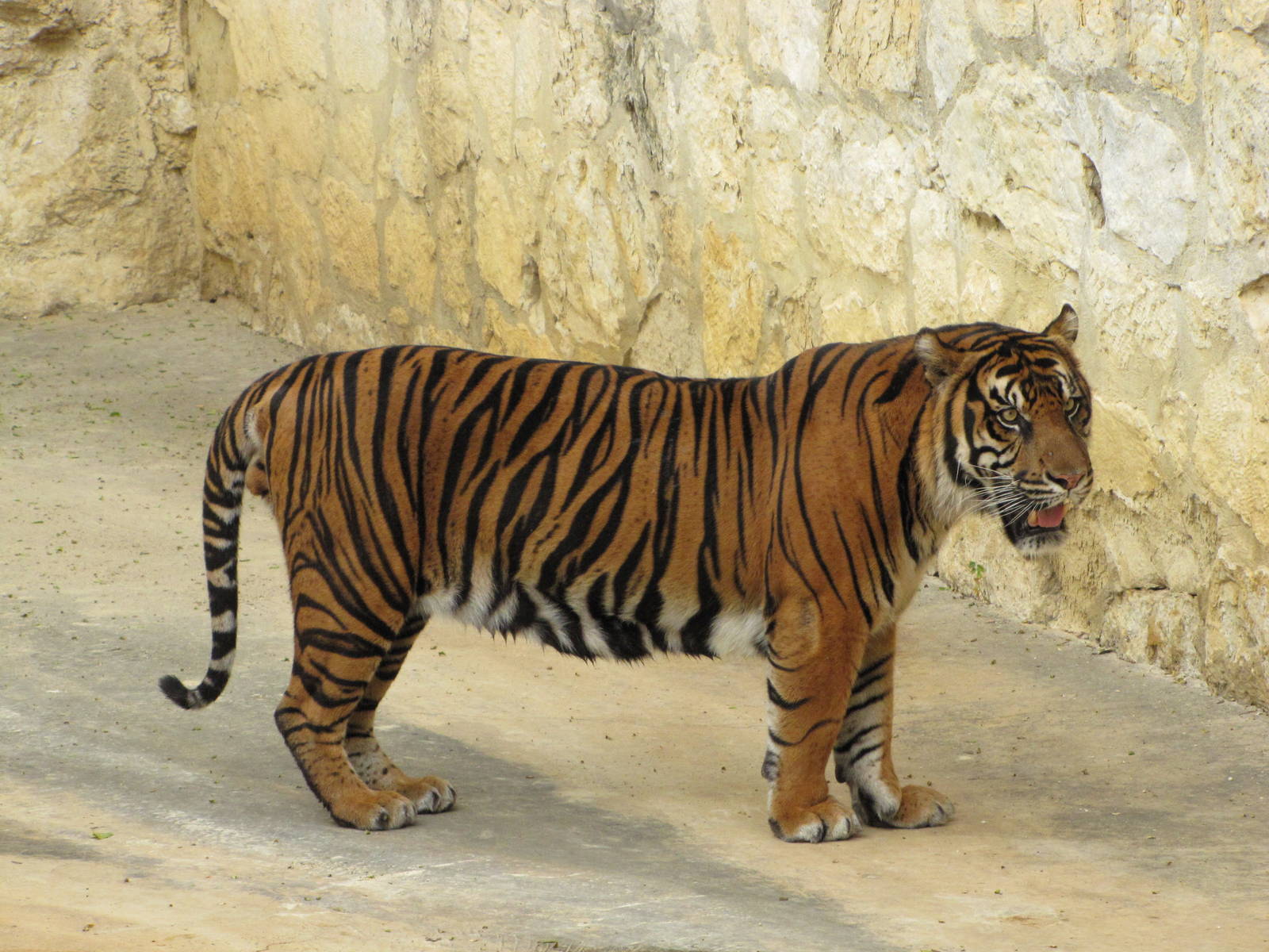 San Antonio Zoo 2010 - Sumatran Tiger