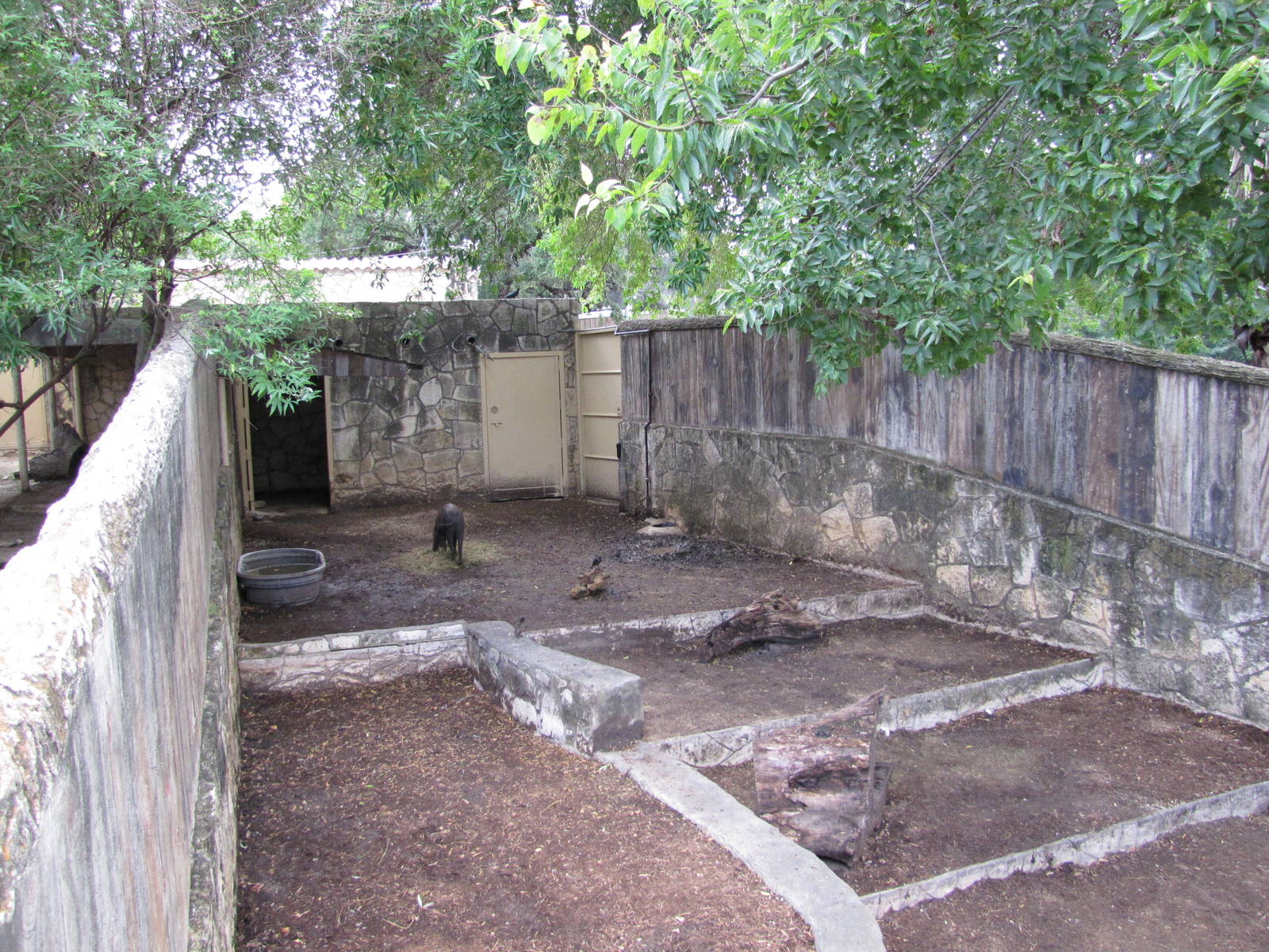 San Antonio Zoo 2010 - The smaller Babirusa exhibit
