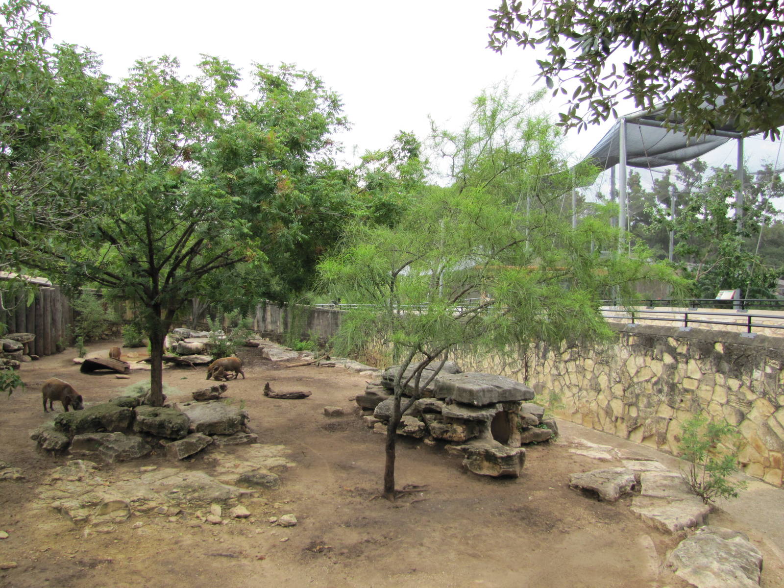 San Antonio Zoo 2010 - Top-view of the Red River Hog exhibit