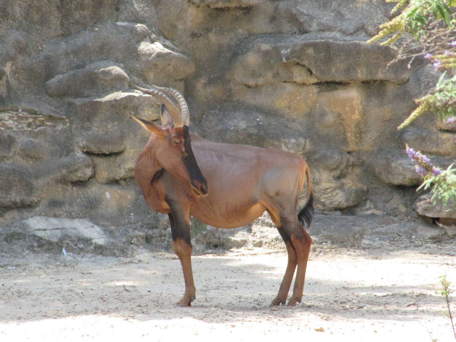 San Antonio Zoo 2010 - Topi antelope