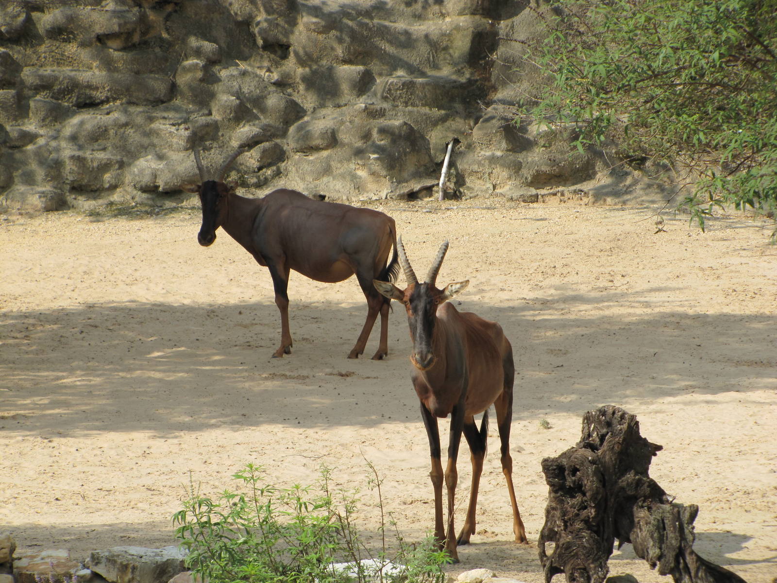 San Antonio Zoo 2010 - Topi Antelopes
