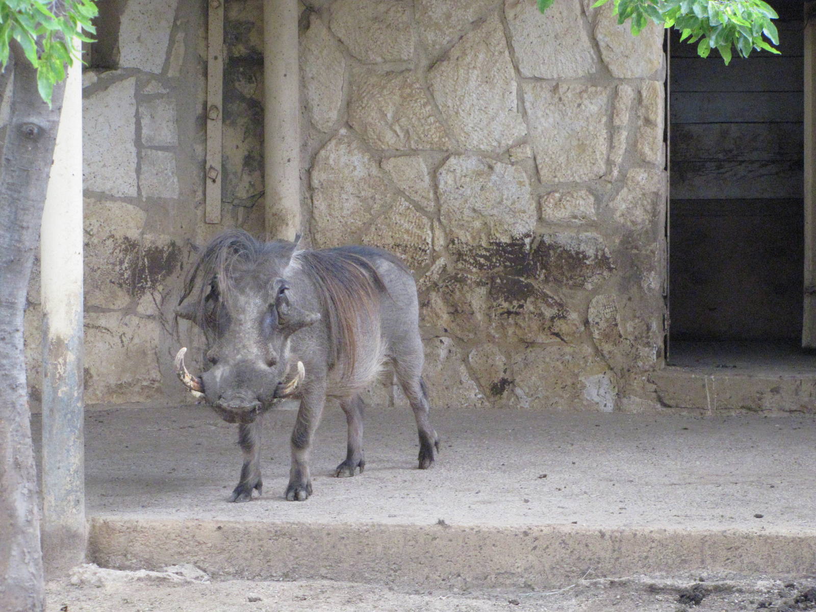 San Antonio Zoo 2010 - Warthog