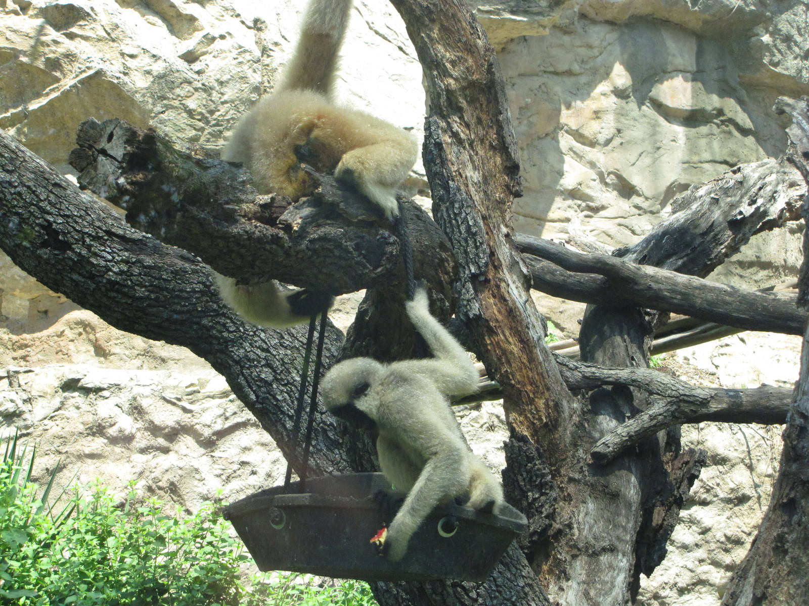 San Antonio Zoo 2010 - White-cheeked Gibbon and young