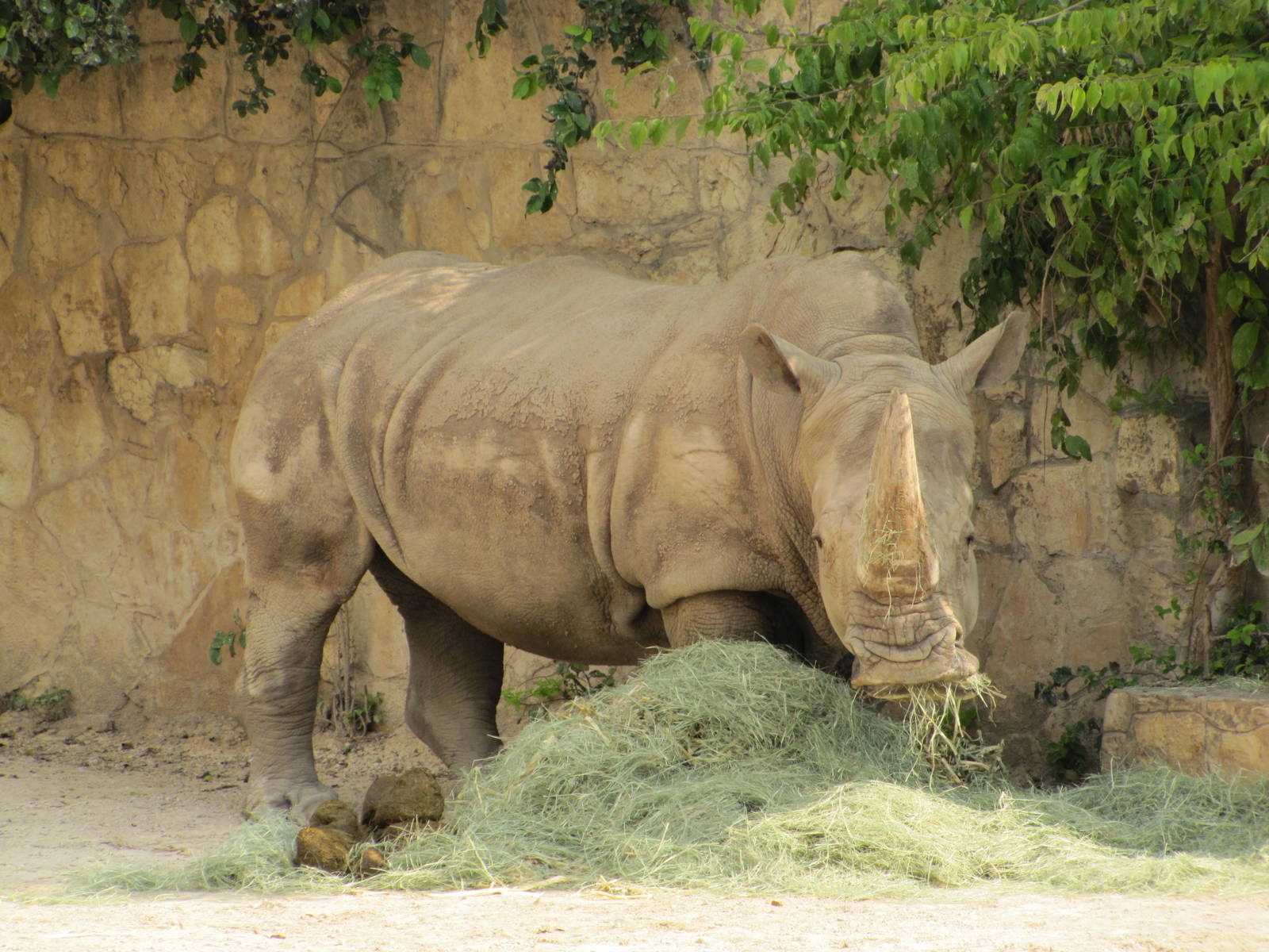 San Antonio Zoo 2010 - White Rhinoceros in the Rift Valley