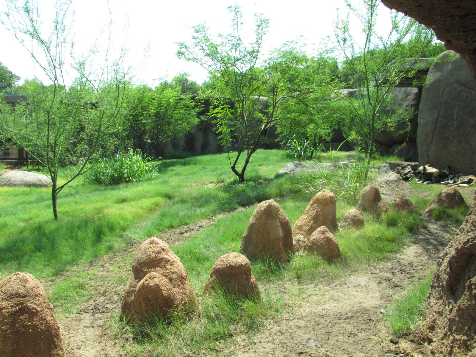 San Antonio Zoo 2010 - Wild Dog exhibit in Africa Live