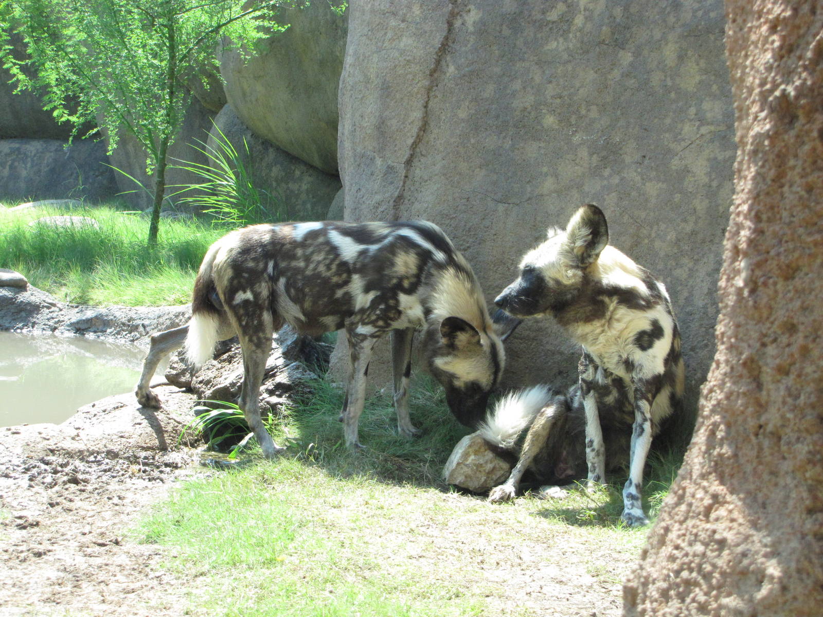 San Antonio Zoo 2010 - Wild Dogs in Africa Live