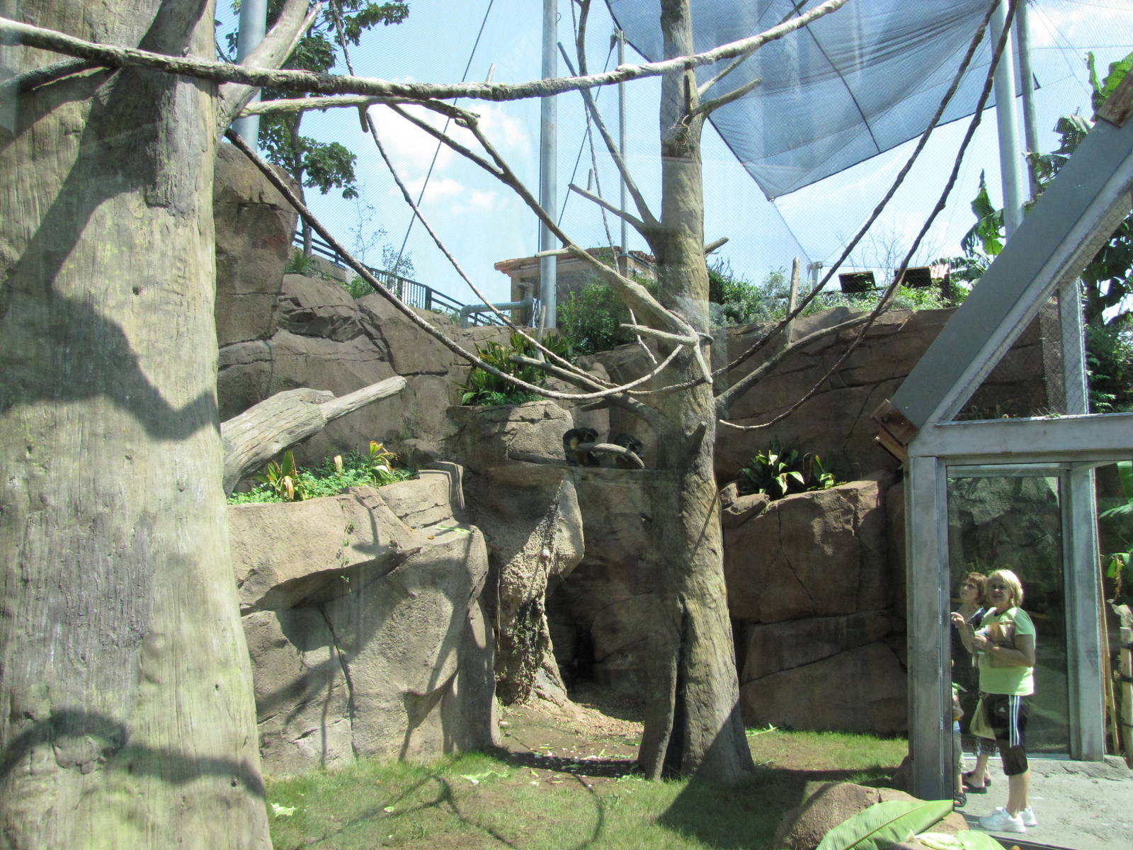 San Antonio Zoo 2010 - Wolfs Guenon exhibit in Africa Live