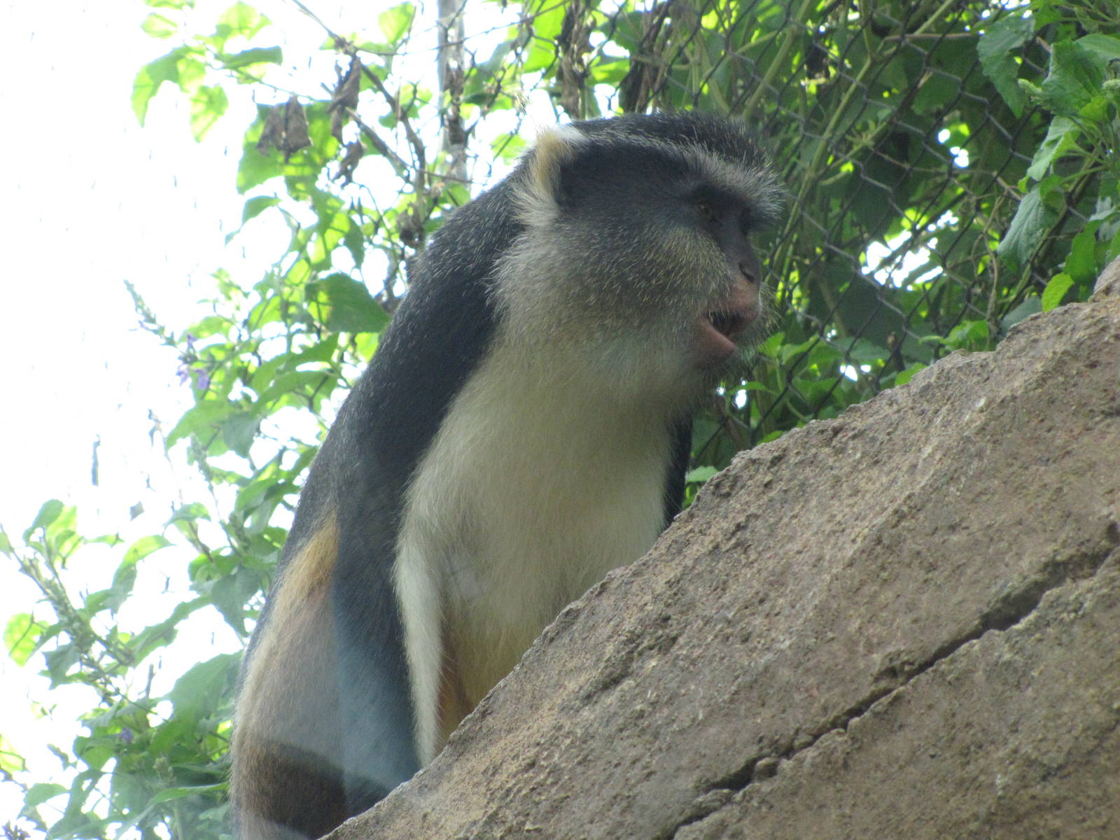 San Antonio Zoo 2010 - Wolfs Guenon in Africa Live