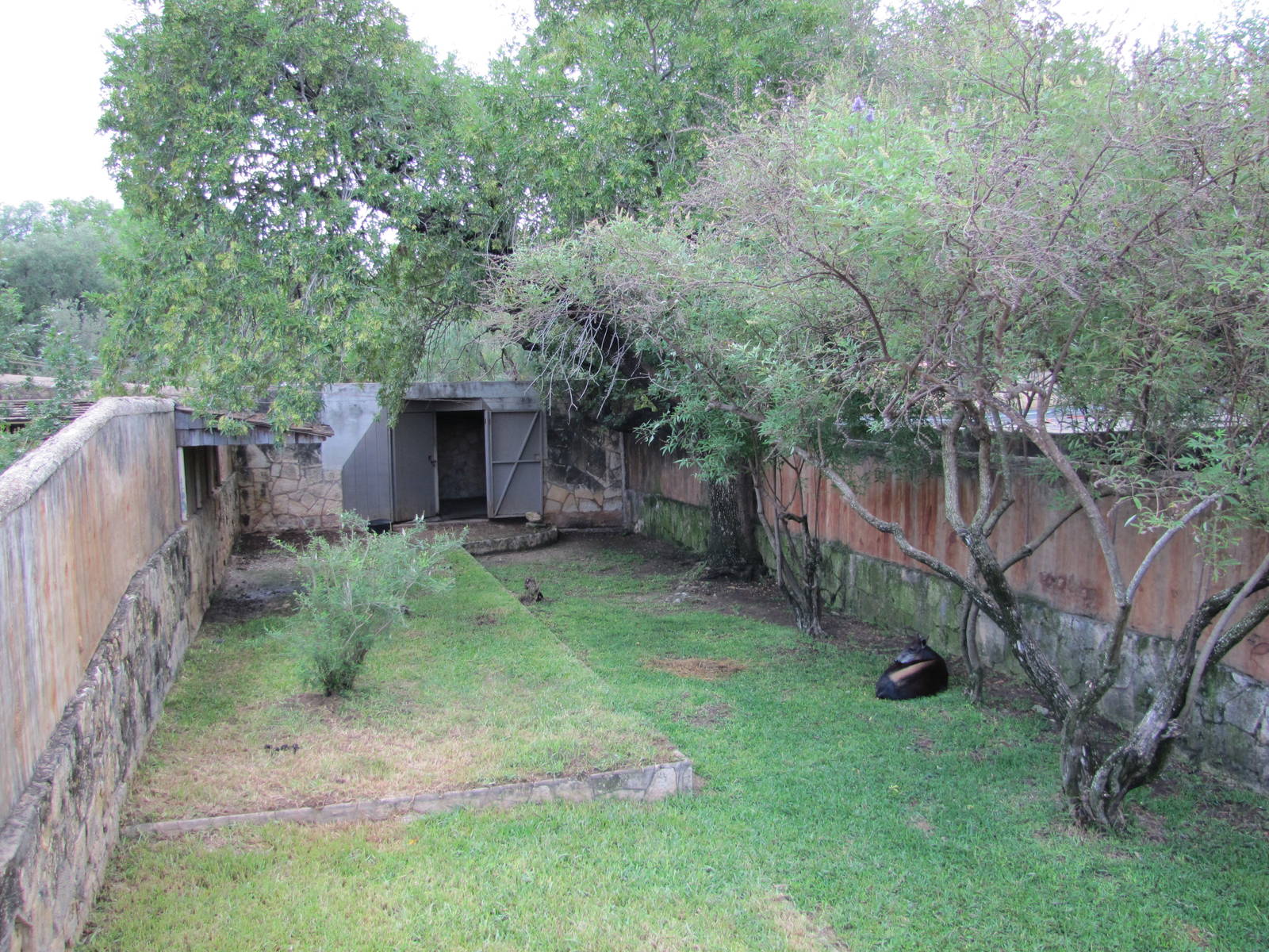 San Antonio Zoo 2010 - Yellow-backed Duiker exhibit