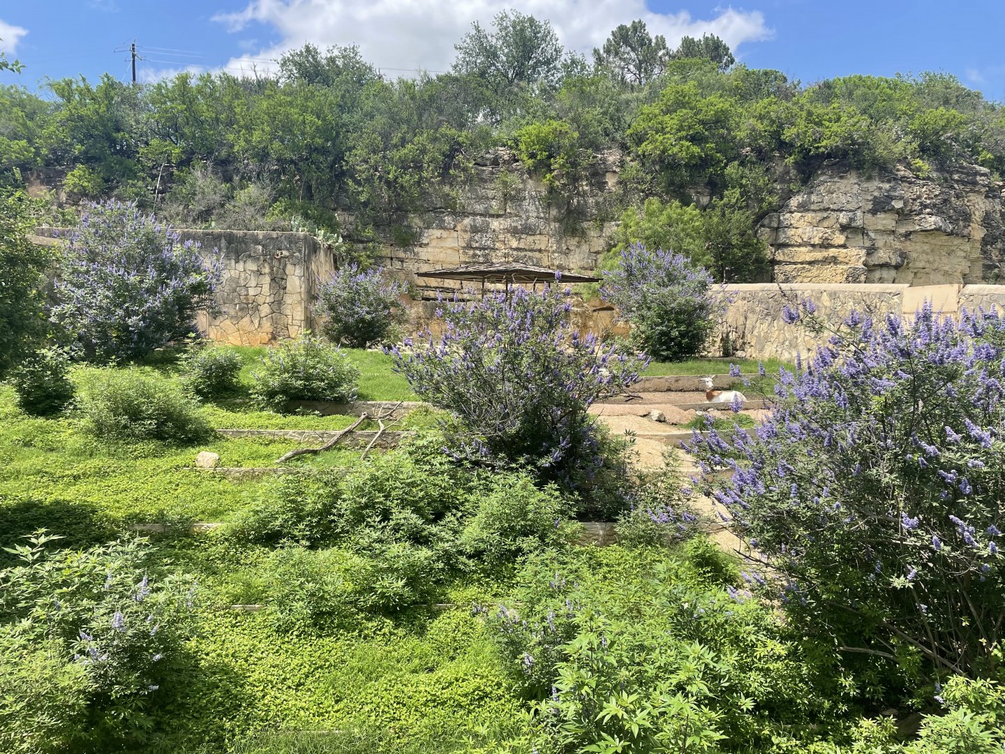 San Antonio Zoo - Addra Gazelle Exhibit