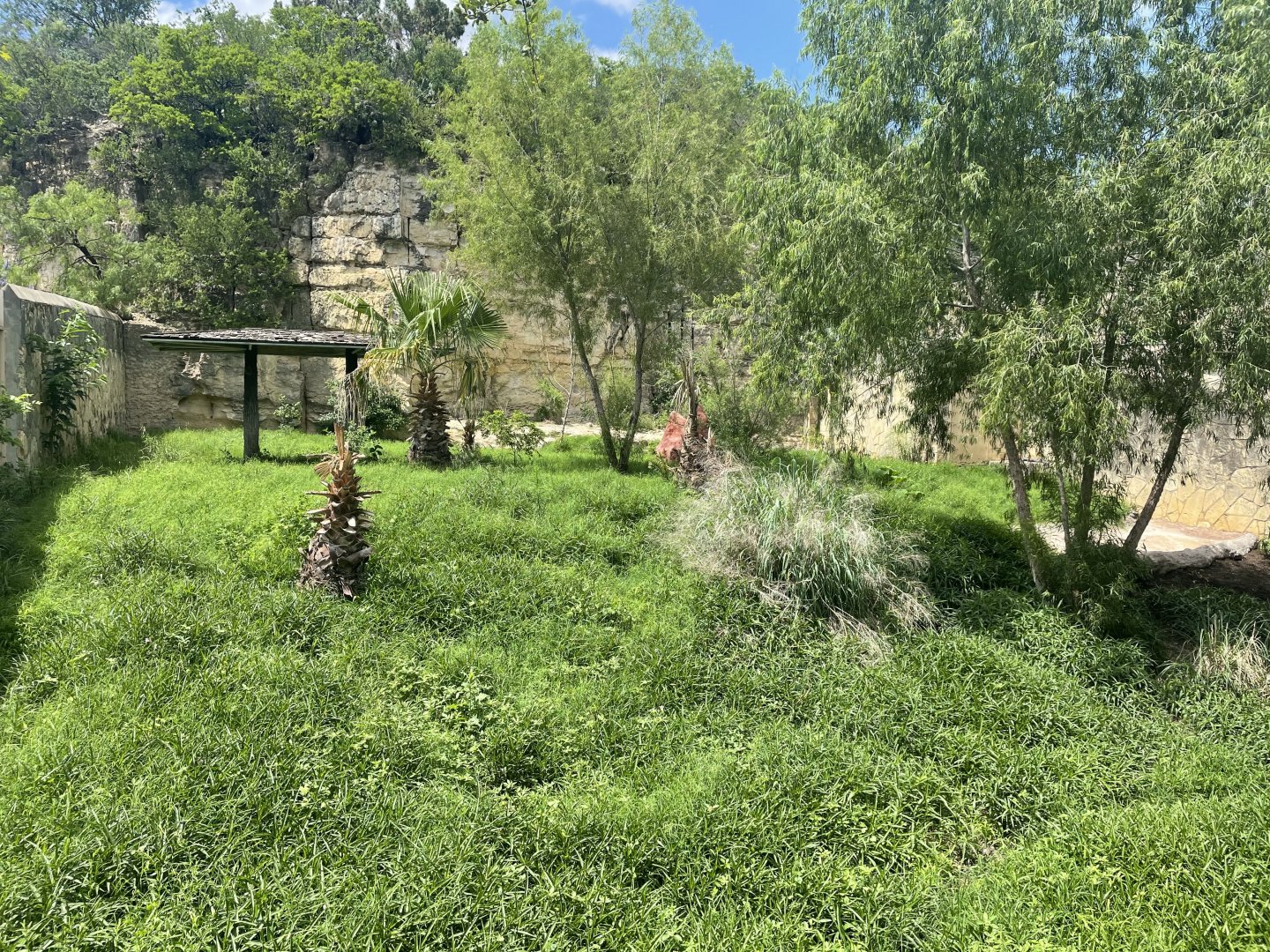 San Antonio Zoo - Giant Anteater Exhibit