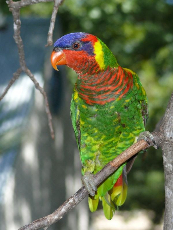 San Antonio Zoo - Ornate lorikeet