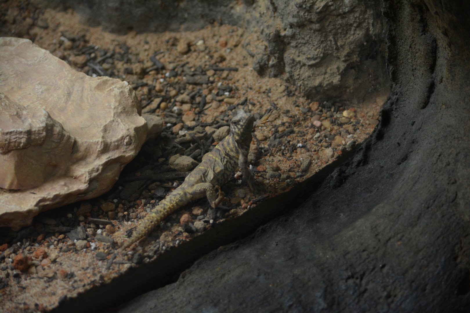 San Antonio Zoo - Unknown Lizard (Uromastyx?)