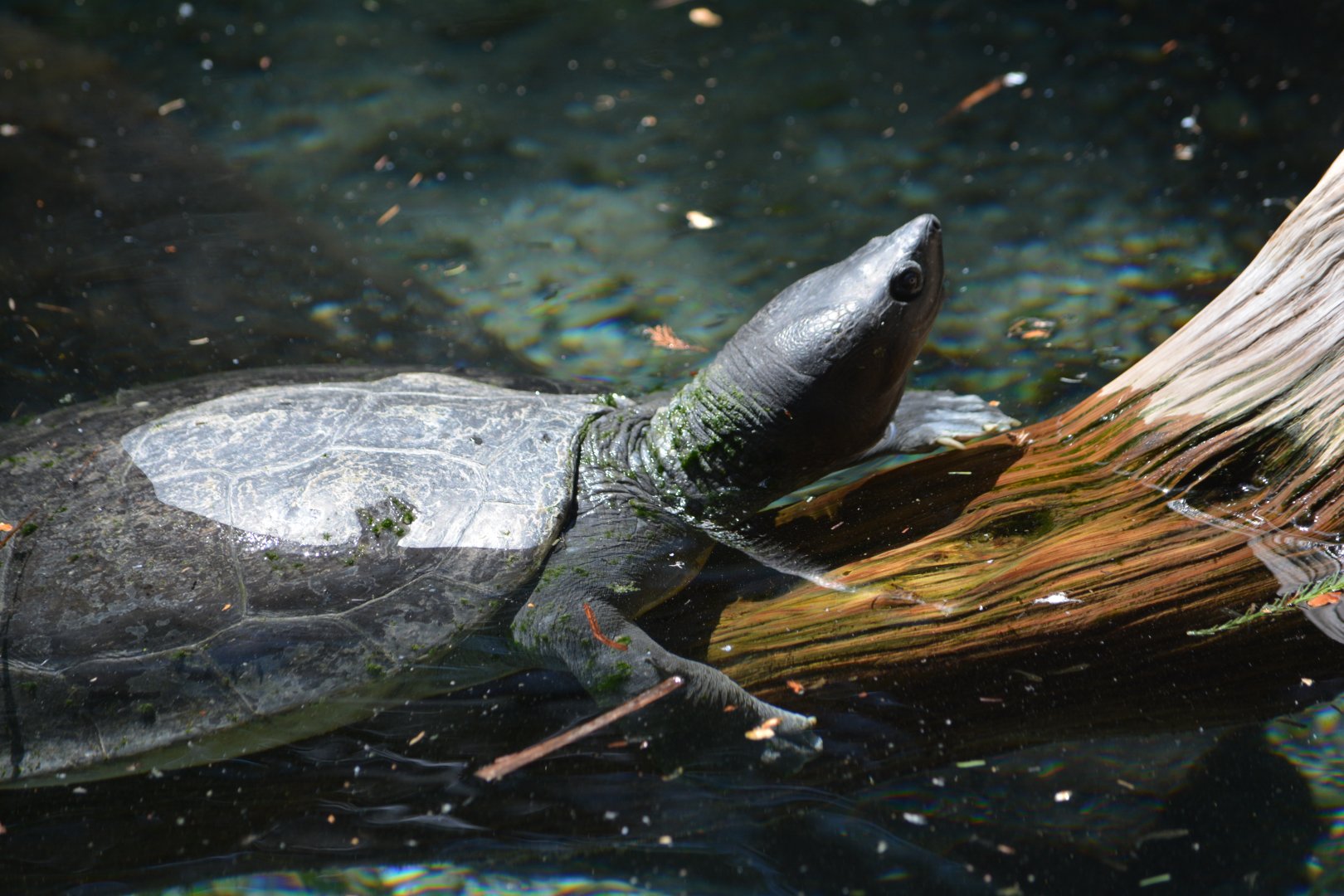 San Antonio Zoo - Unknown Turtle (Batugar?)