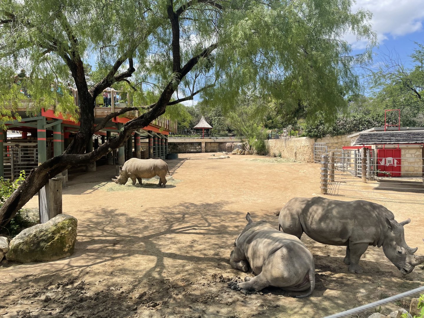San Antonio Zoo - White Rhino Exhibit