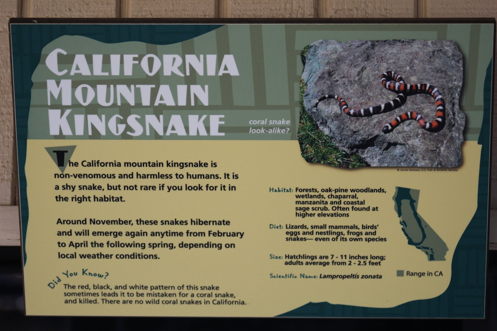 San Bernardino Mountain Kingsnake