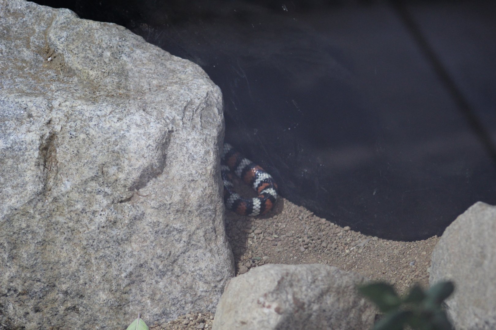 San Bernardino Mountain Kingsnake