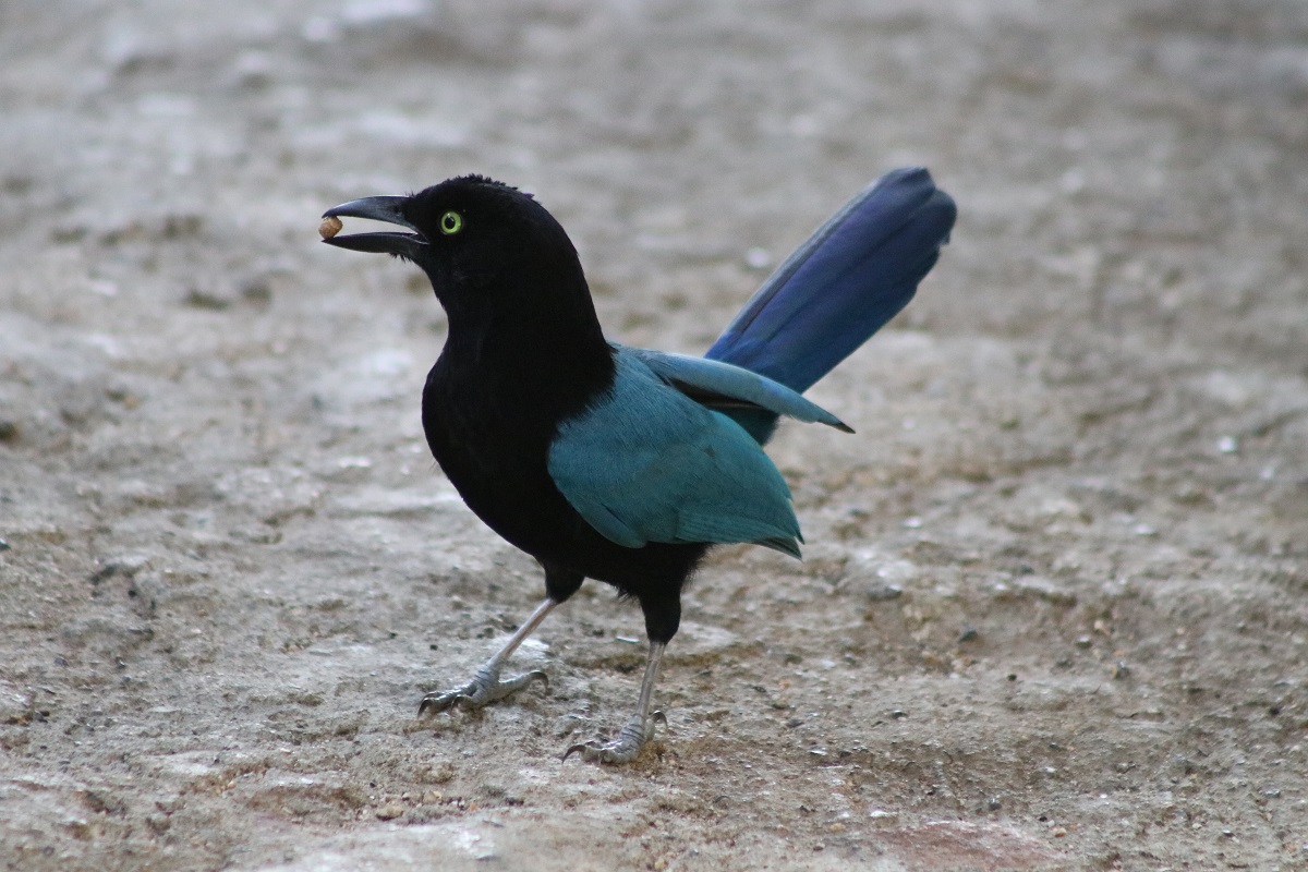 San Blas Jay (Cyanocorax sanblasianus)