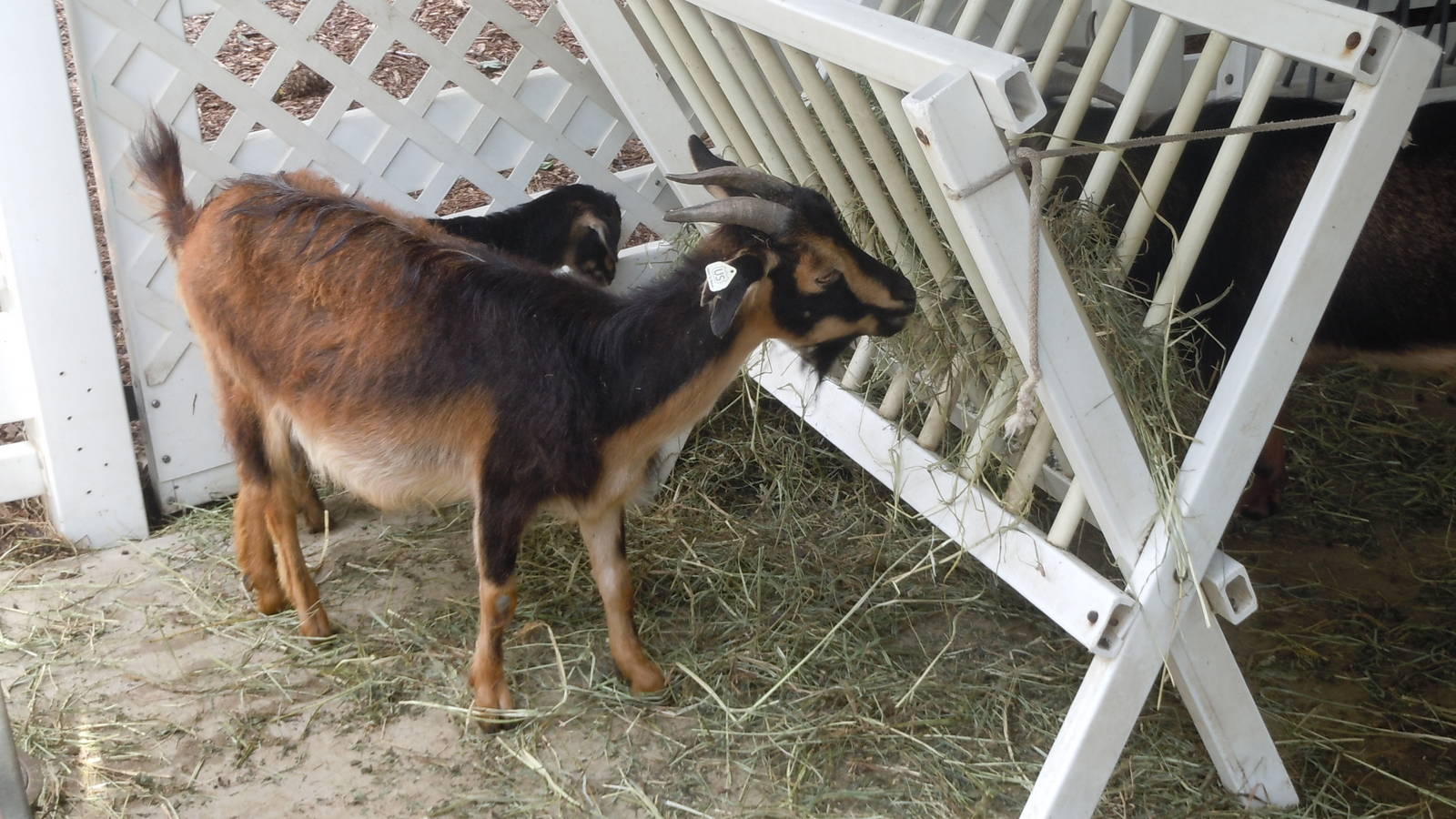 San Clemente Goats
