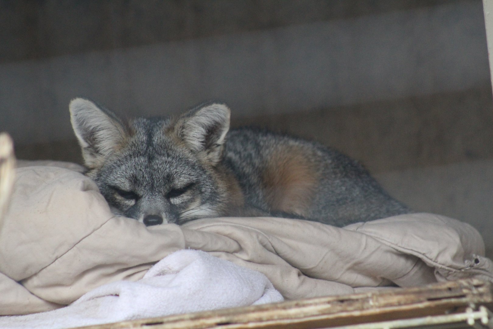 San Clemente Island Fox