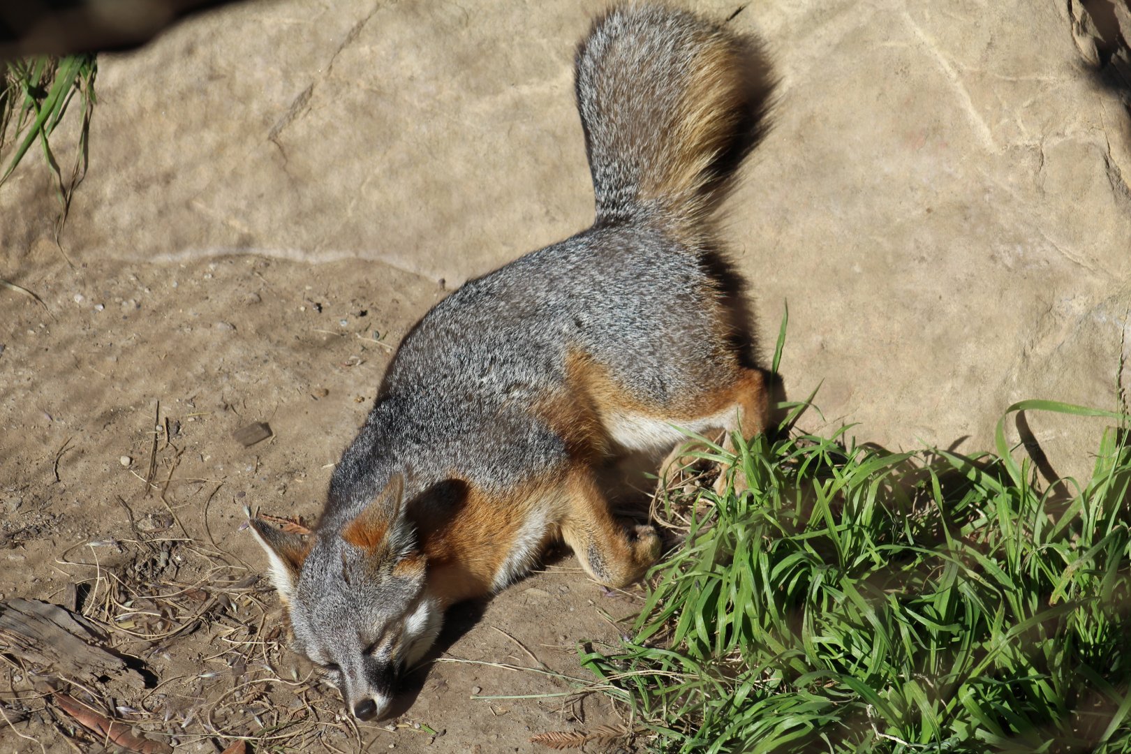 San Clemente Island Fox