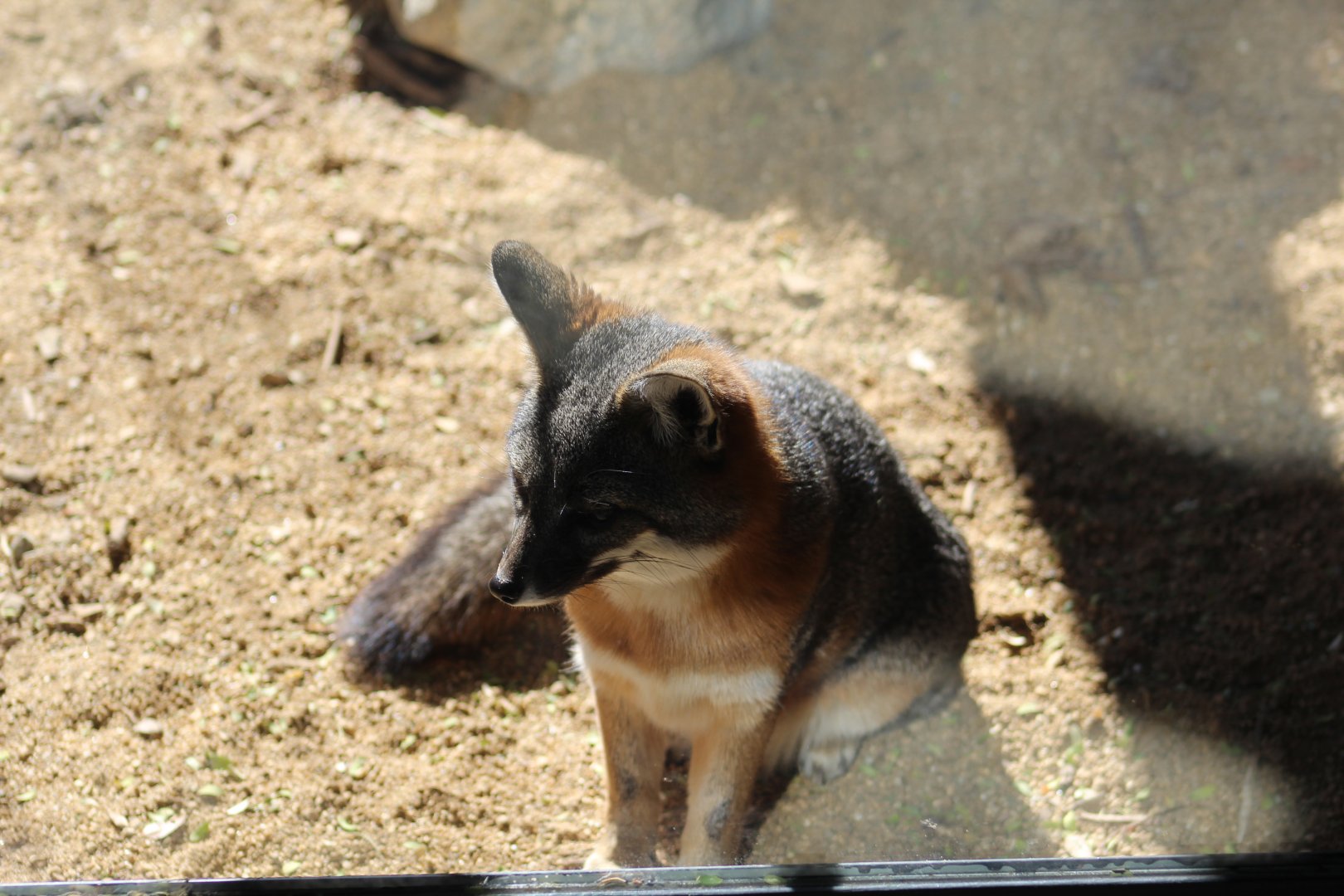 San Clemente Island Fox