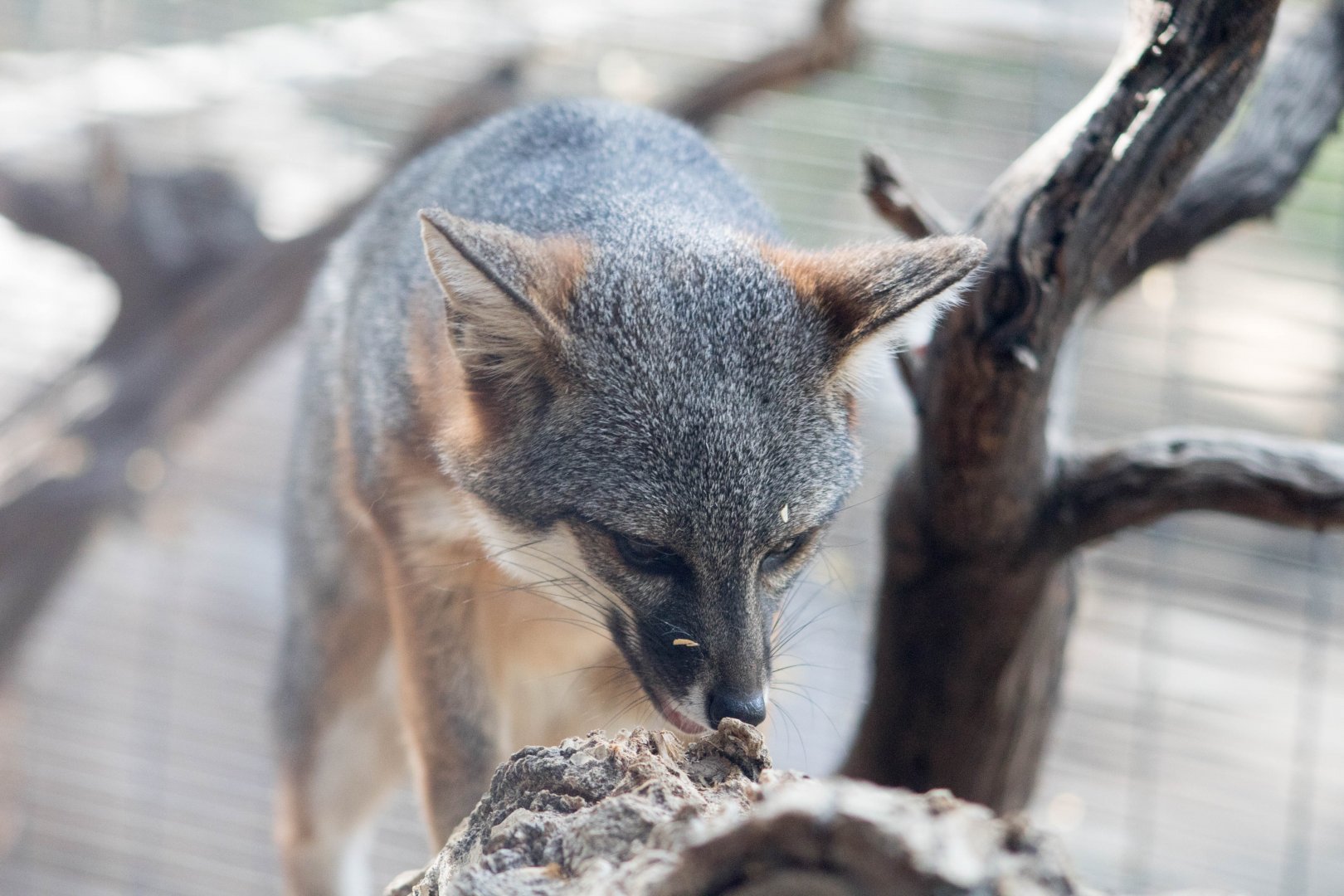 San Clemente Island fox