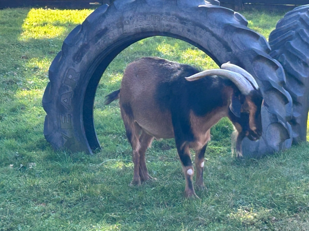San Clemente Island Goat (10/19/24)