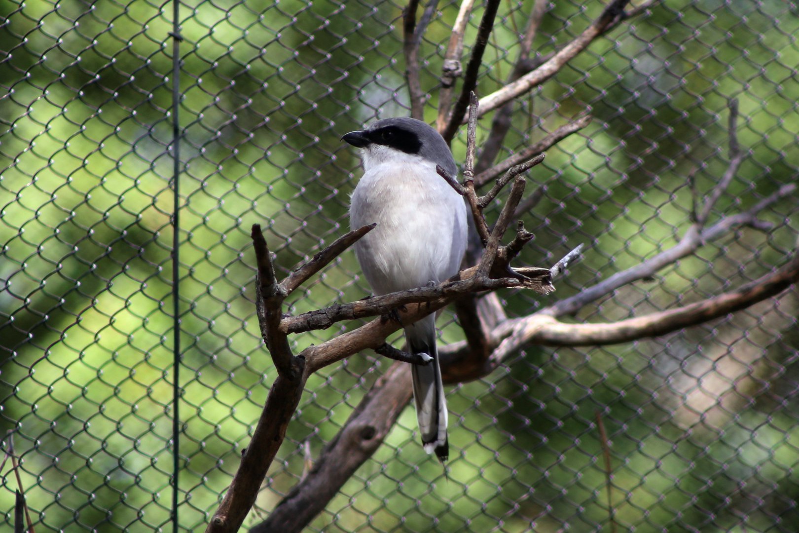 San Clemente loggerhead shrike (Lanius ludovicianus mearnsi)