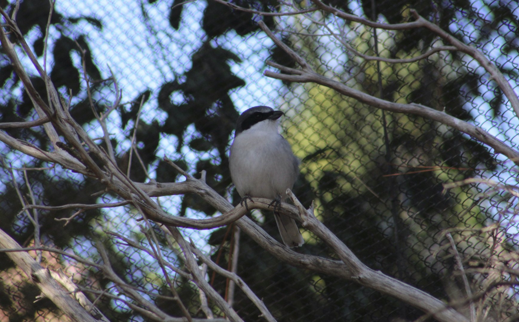 San Clemente Loggerhead Shrike (Lanius ludovicianus mearnsi)