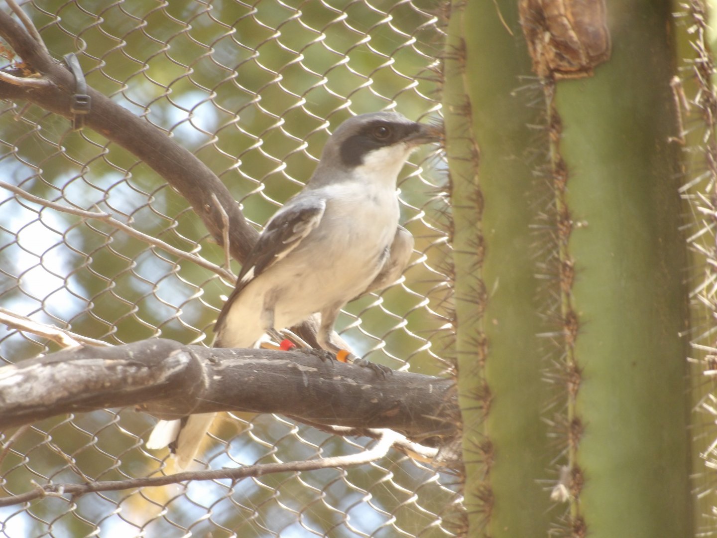 San Clemente Loggerhead Shrike(Lanius ludovicianus mearnsi)