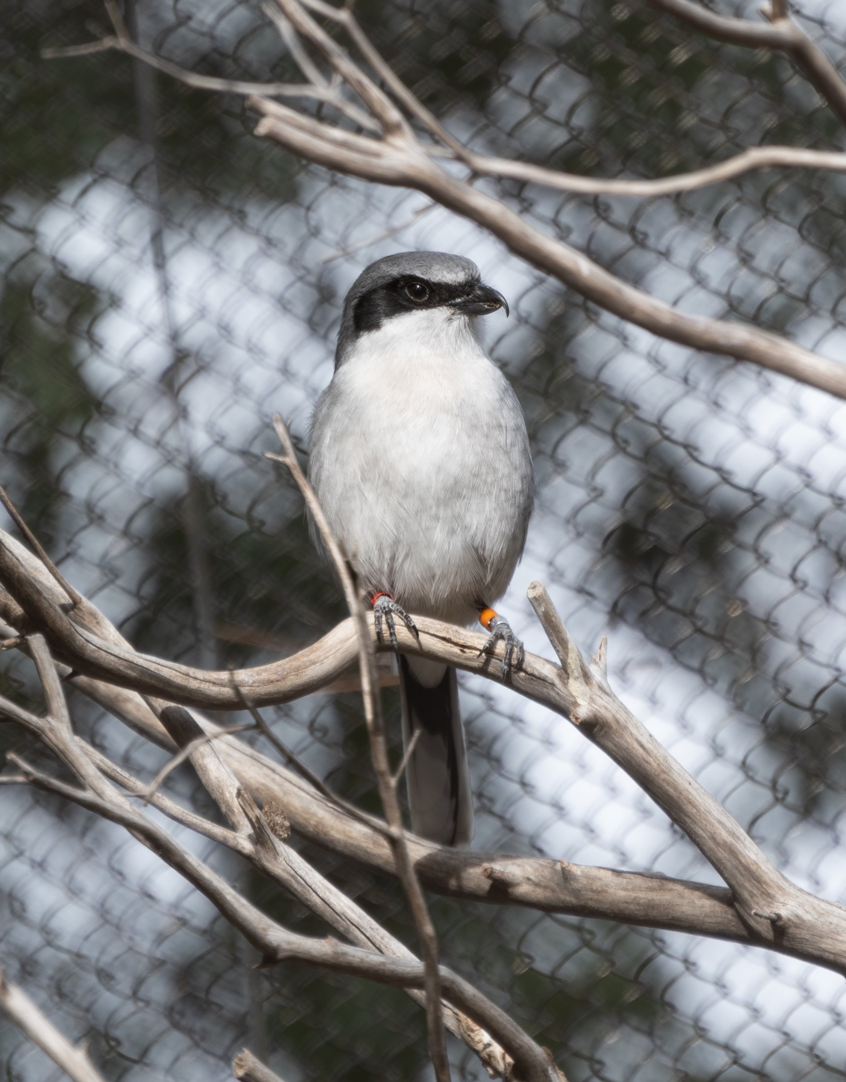 San Clemente Loggerhead Shrike