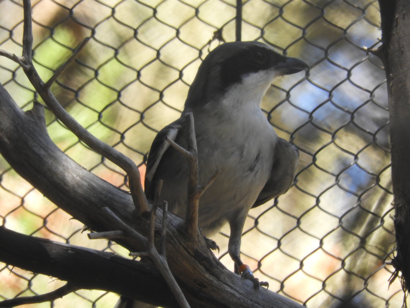 San Clemente loggerhead shrike