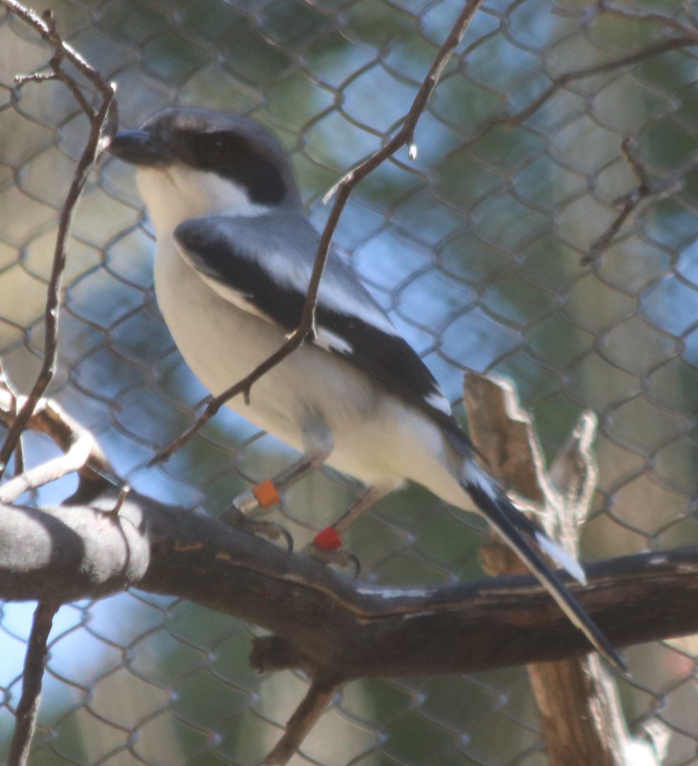 San Clemente Loggerhead Shrike