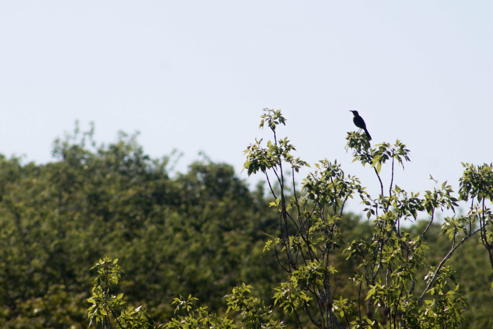 San Cristóbal mockingbird