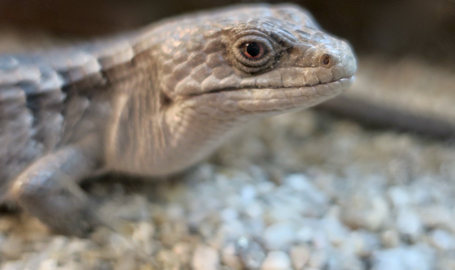 San Diego Alligator Lizard (Elgaria multicarinata webbii)