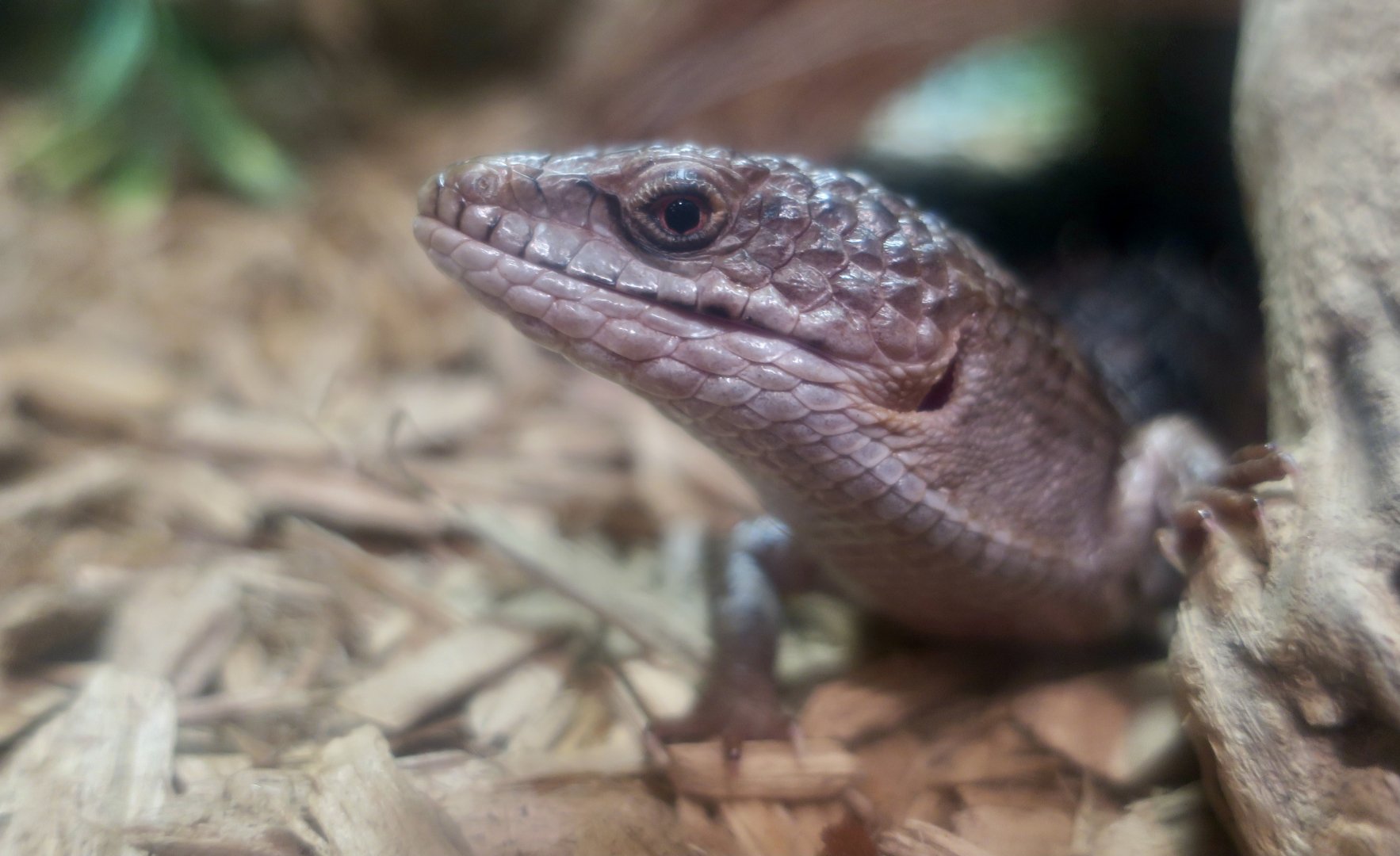 San Diego Alligator Lizard (Elgaria multicarinata webbii)