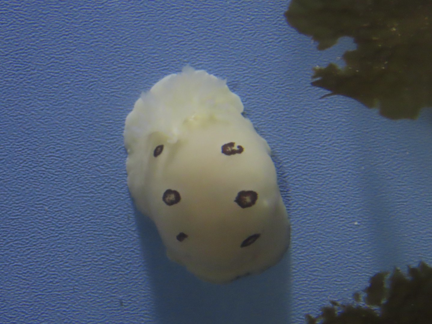San Diego Dorid (Diaulula sandiegensis)