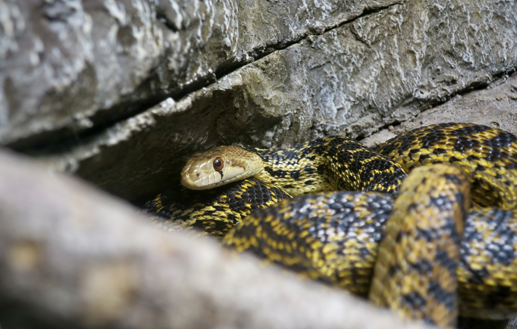 San Diego Gopher Snake (Pituophis catenifer annectens)