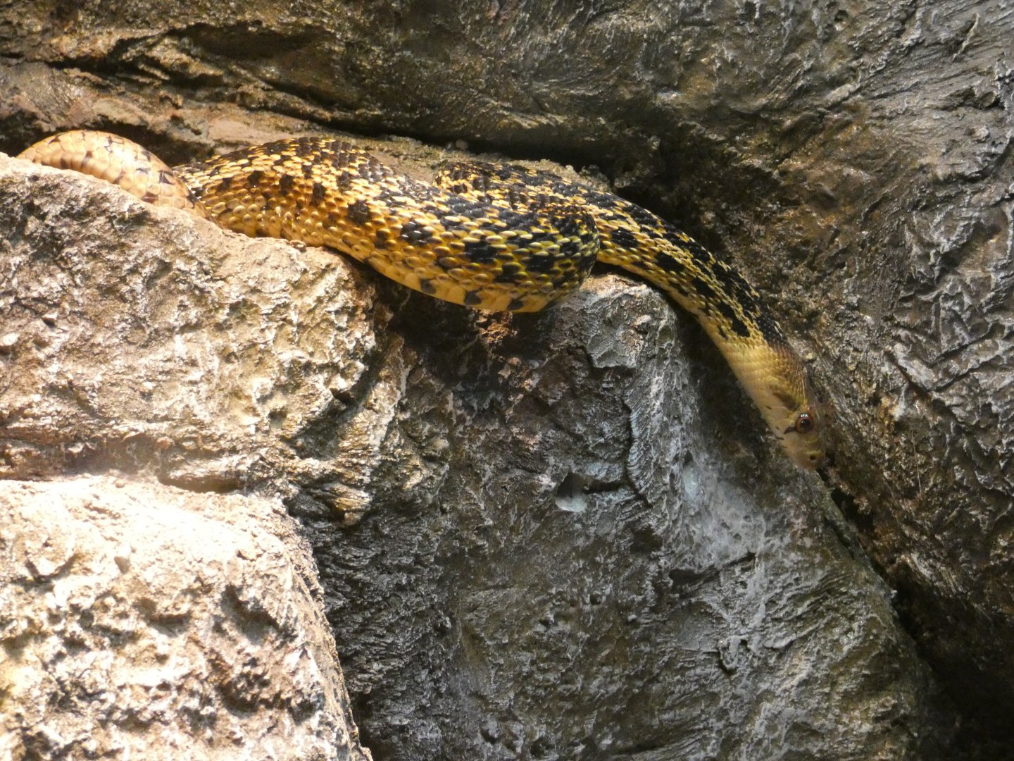 San Diego Gopher Snake