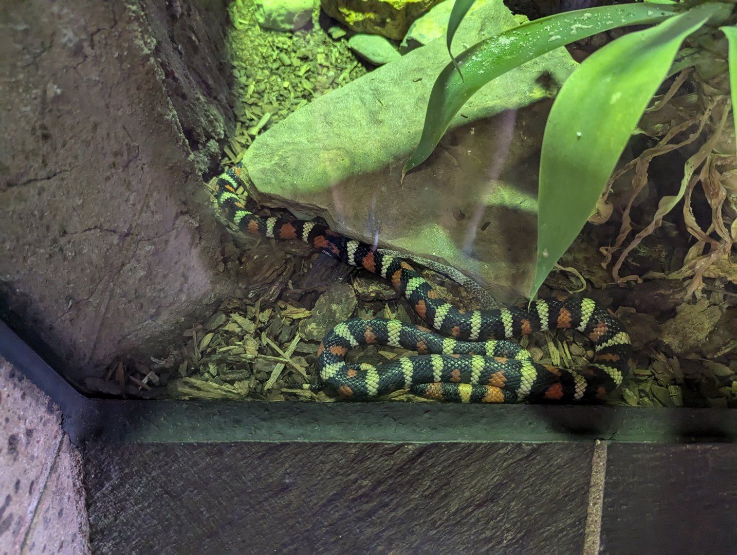 San Diego Mountain Kingsnake Lampropeltis zonata pulchra