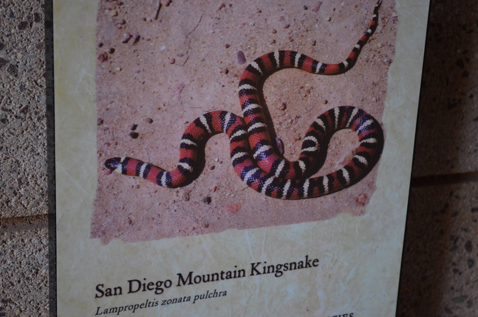 San Diego Mountain Kingsnake Signage