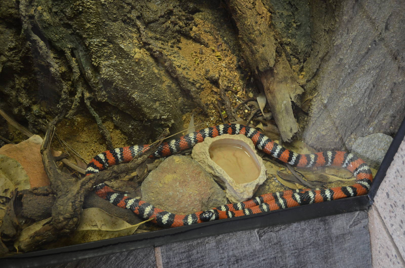 San Diego Mountain Kingsnake