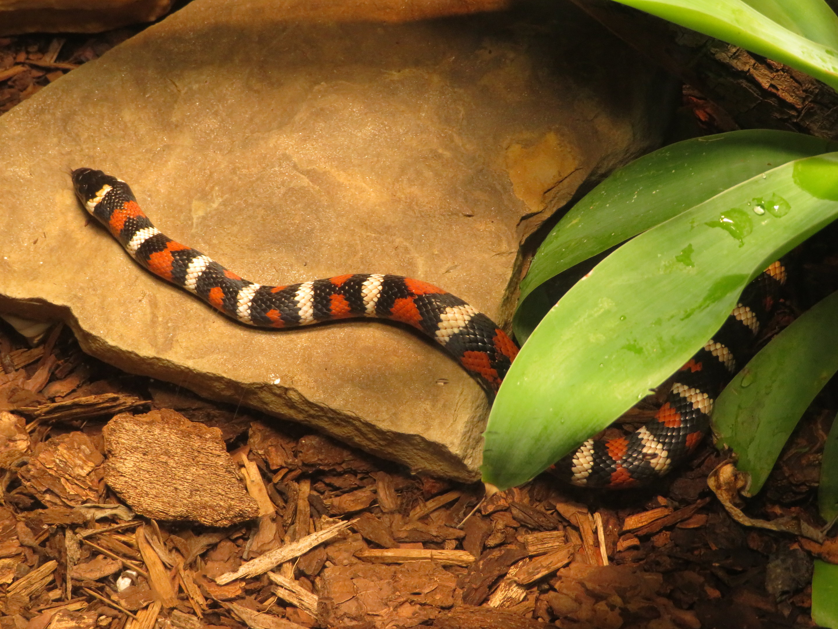 San Diego Mountain Kingsnake