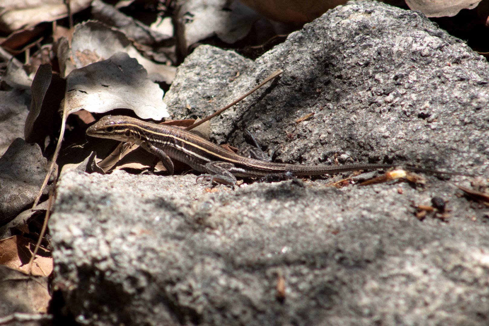 San Diego tiger whiptail