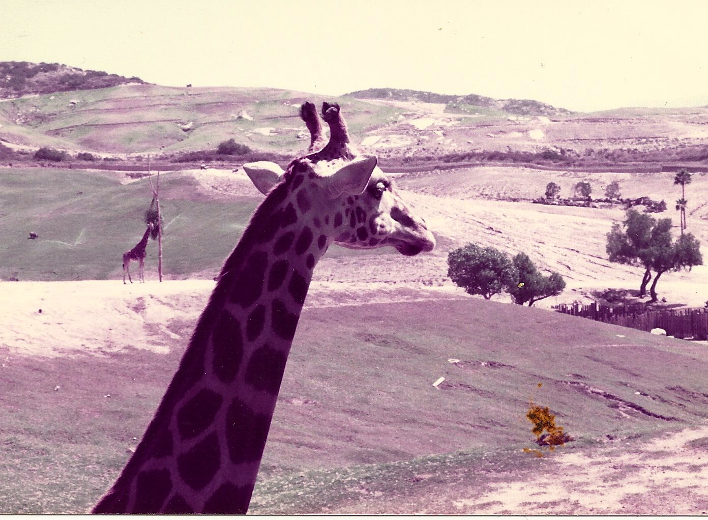 San Diego Wild Animal Park 1980's