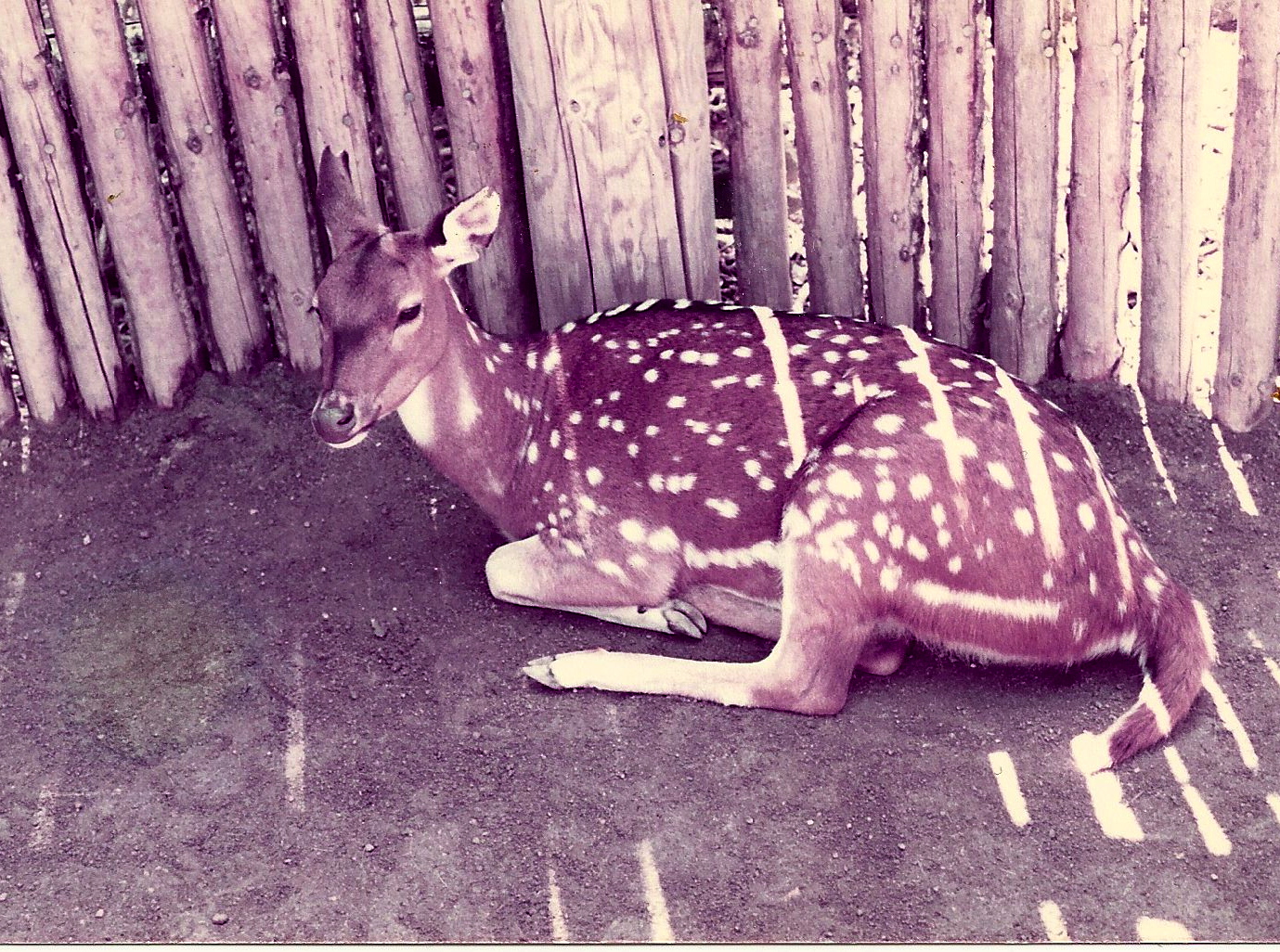 San Diego Wild Animal Park 1980's