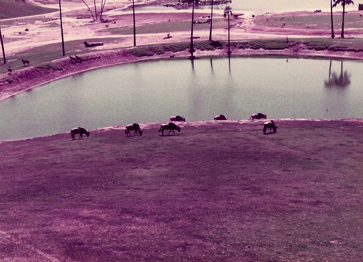 San Diego Wild Animal Park 1980's