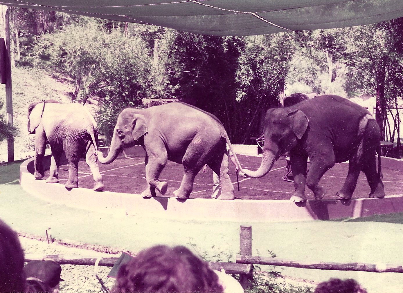 San Diego Wild Animal Park 1980's